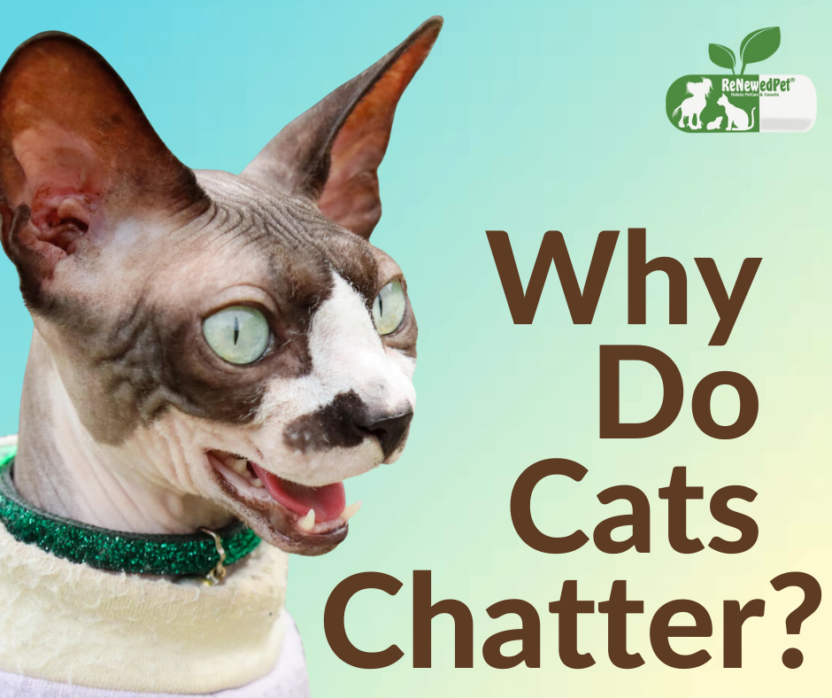 Why Do Cats Chatter?