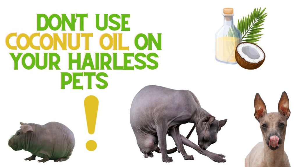 Don't Use Coconut Oil On Your Hairless Pets!