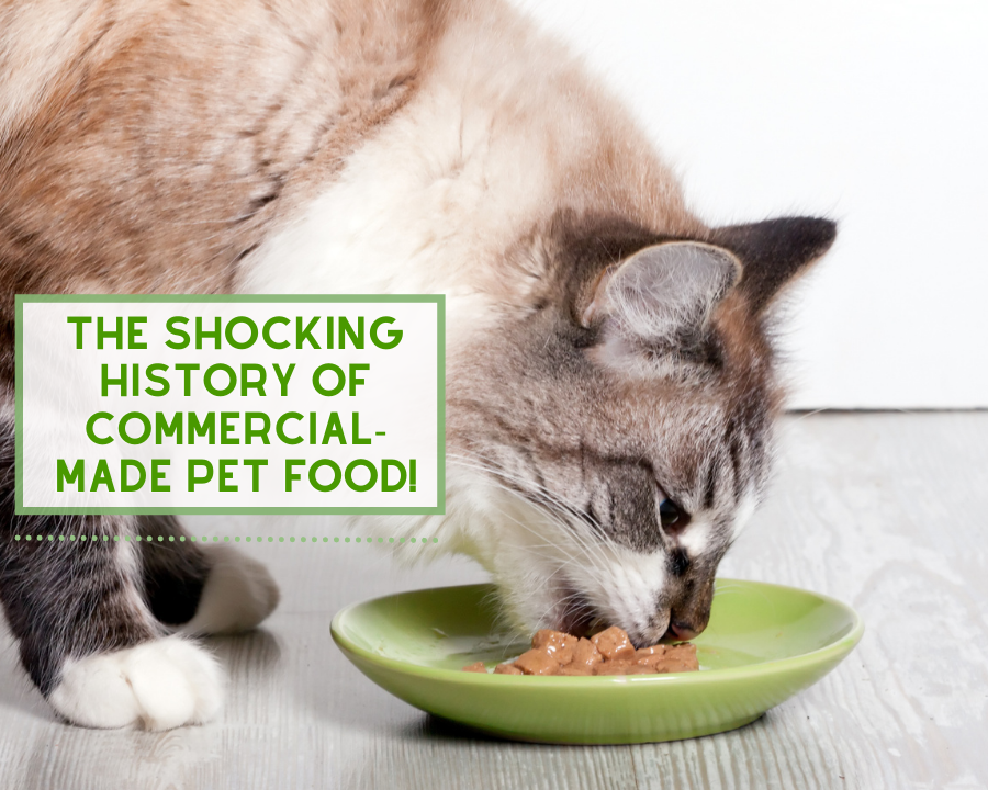 Shocking History of Commercial Pet Food!