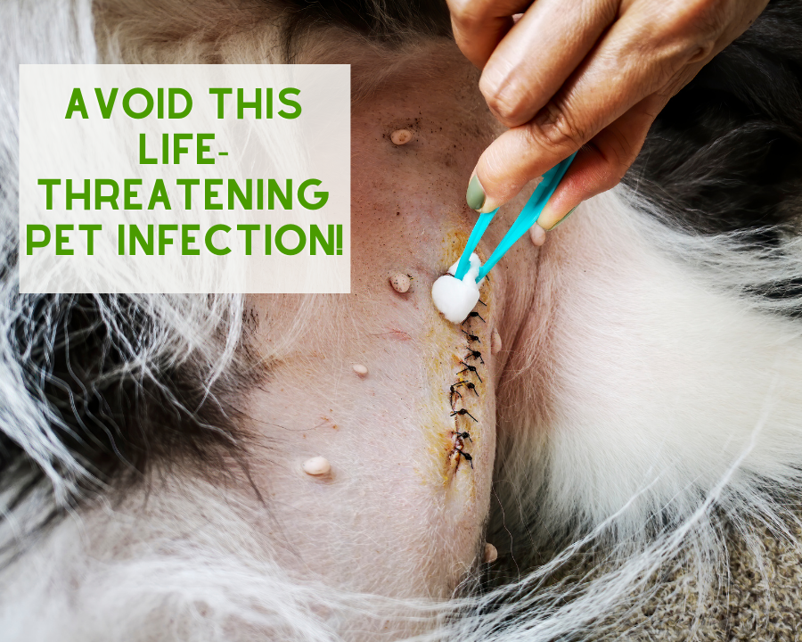Pyometra - Avoid this Life-Threatening Pet Infection!