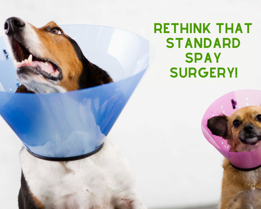 Rethink that Standard Spay/Neuter Surgery