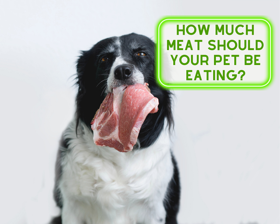 HOW MUCH MEAT SHOULD YOUR PET BE EATING?