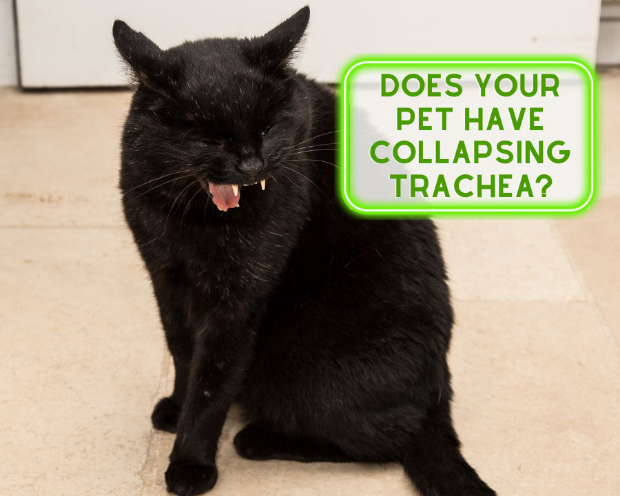 Does your Pet Have Collapsing Trachea?