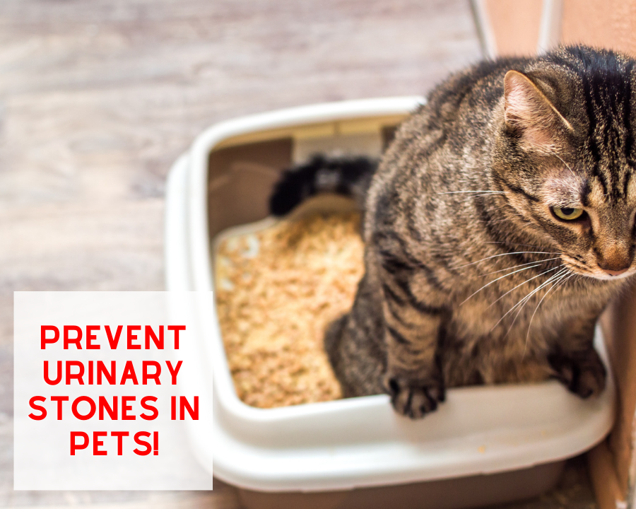 Prevent Urinary Stones in Pets!