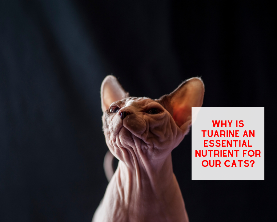 Why is Taurine Critical for our Cats?