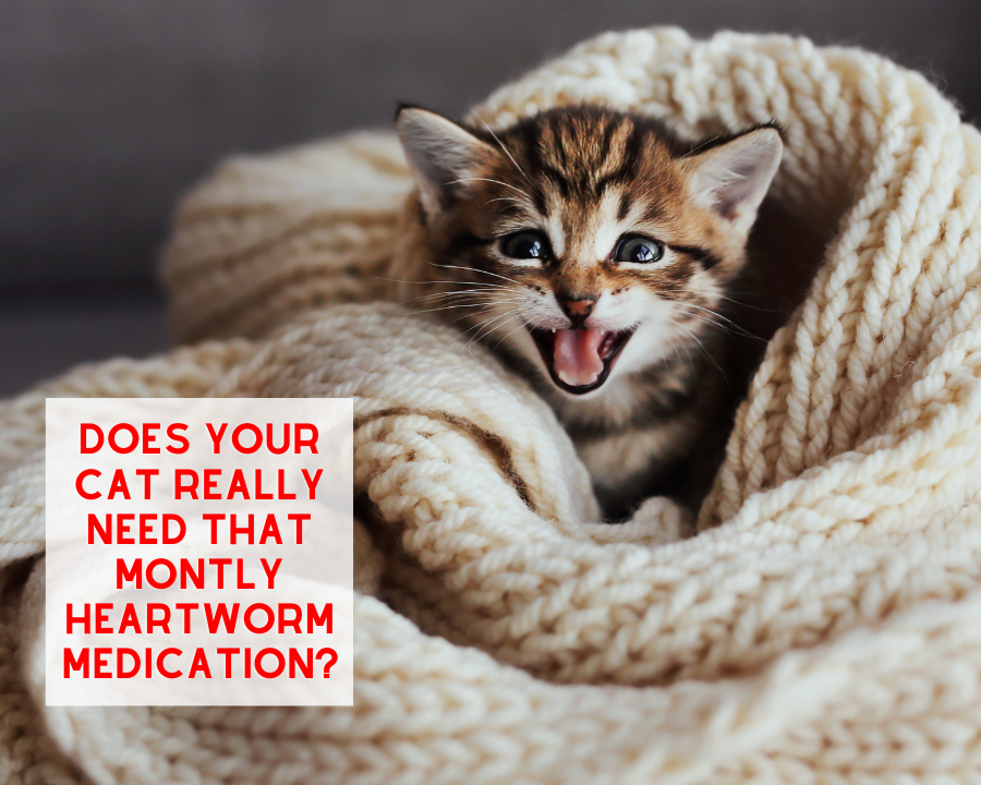 DOES YOUR CAT REALLY NEED HEARTWORM MEDICATION?