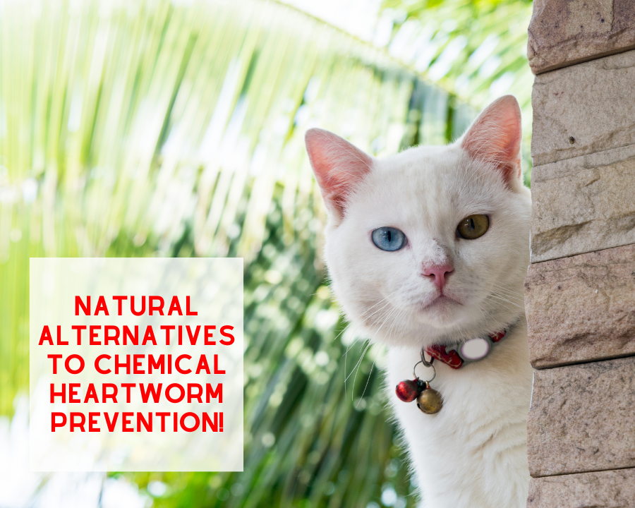 Natural Alternatives to Chemical Heartworm Prevention!