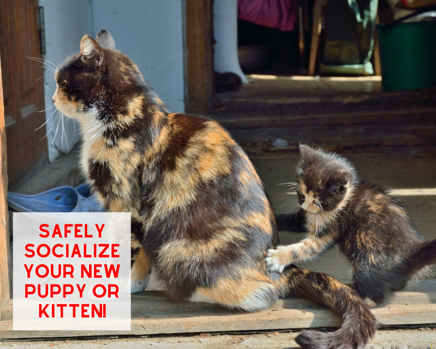 Safely Socialize your New Puppy/Kitten with Existing Pets!