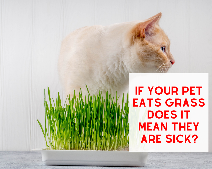Does Eating Grass mean you Pet is Sick?