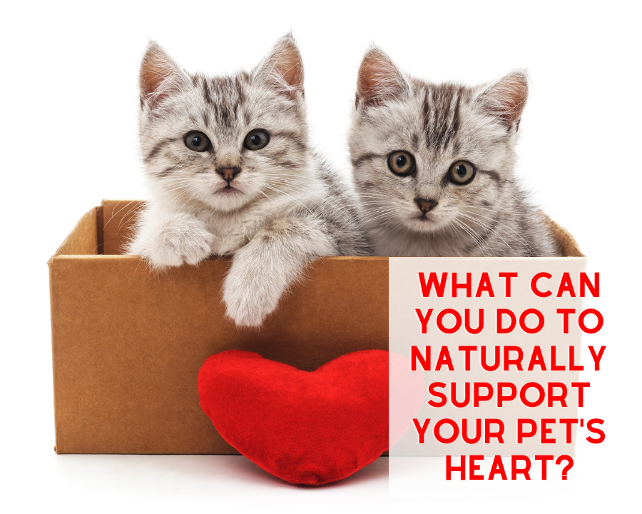 What can you do to support your Pet's Heart Health?