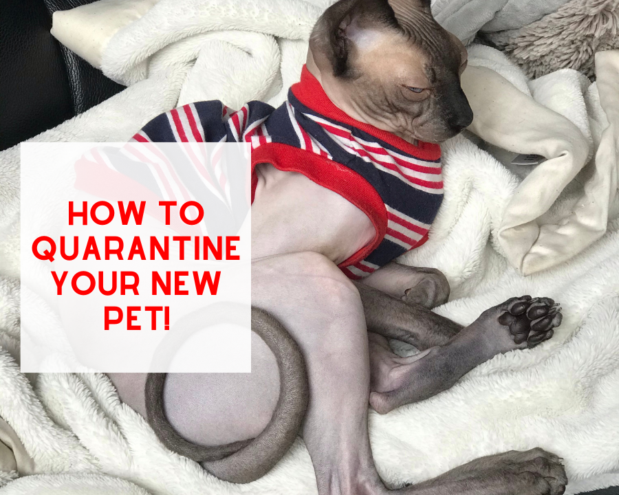 How to QUARATINE your New Pet!