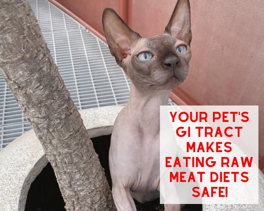 Your Pet's GI Tract makes Eating Raw Diets Safe!