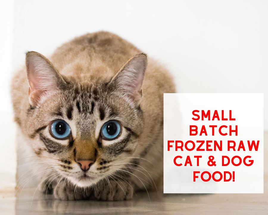 Small Batch Frozen raw Cat & Dog Food Review!