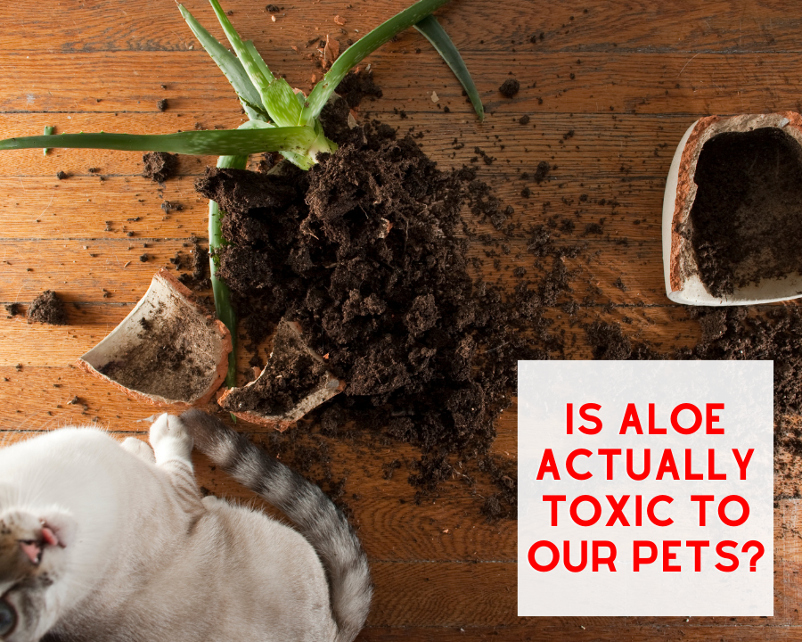 Is Aloe actually Toxic to our Pets?