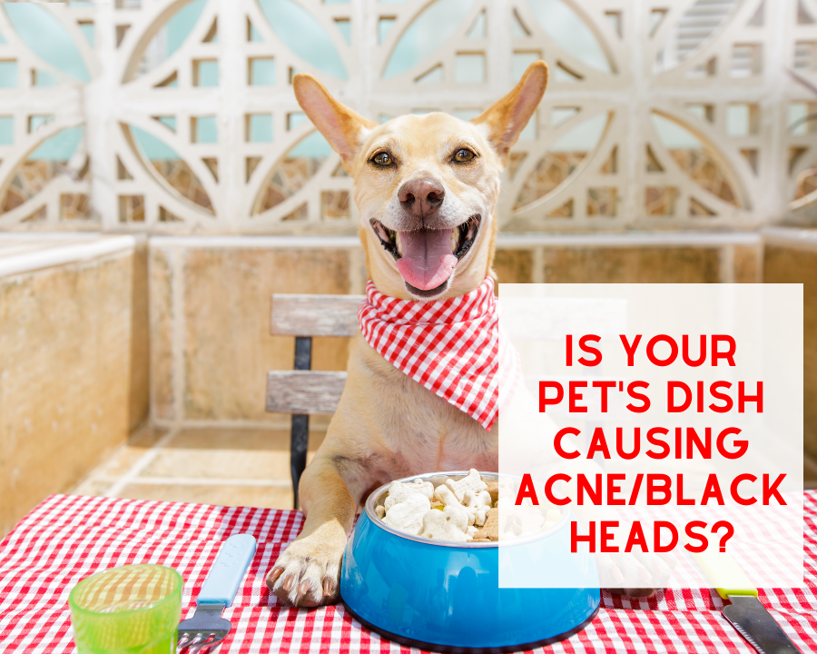 Is your Pet's Dish causing Acne on your Pet?