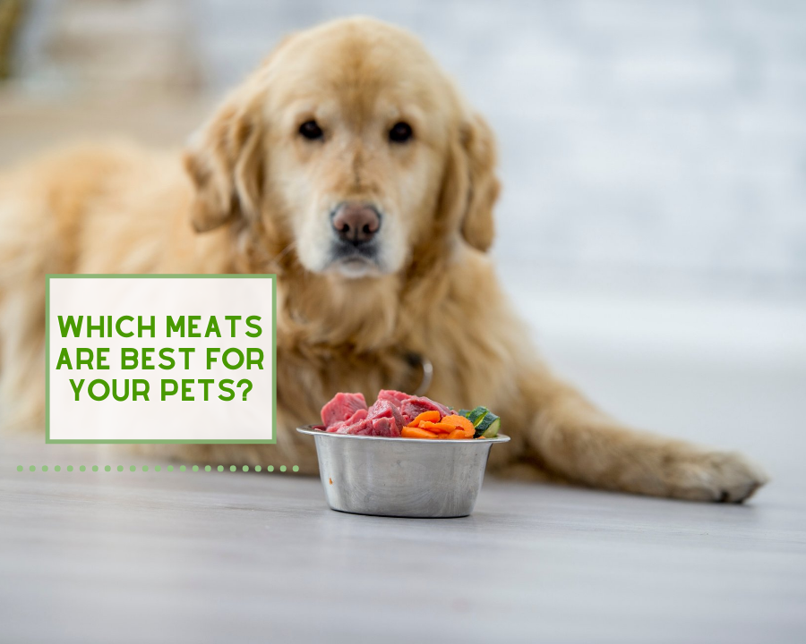 Which Meats Are Best for Your Pets?