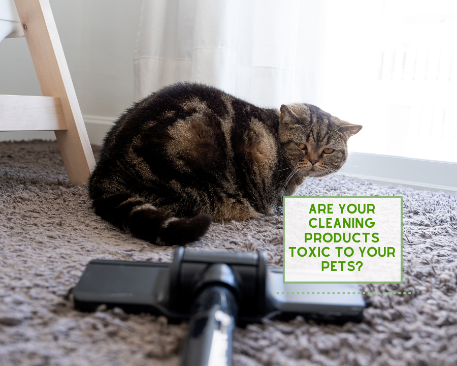 Are Your Cleaning Products Toxic to Your Pets?