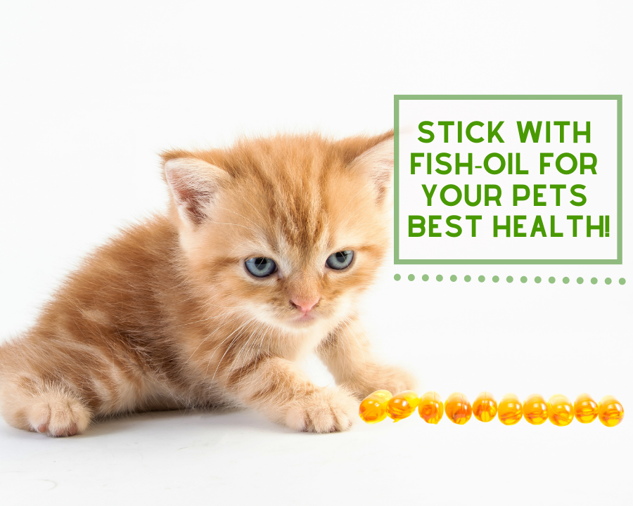 Is there a Substitute for Fish Oil?