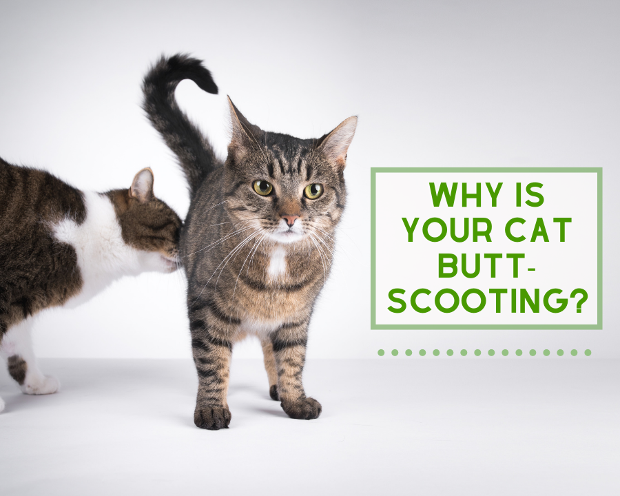 Is your Pet Booty-Scooting?