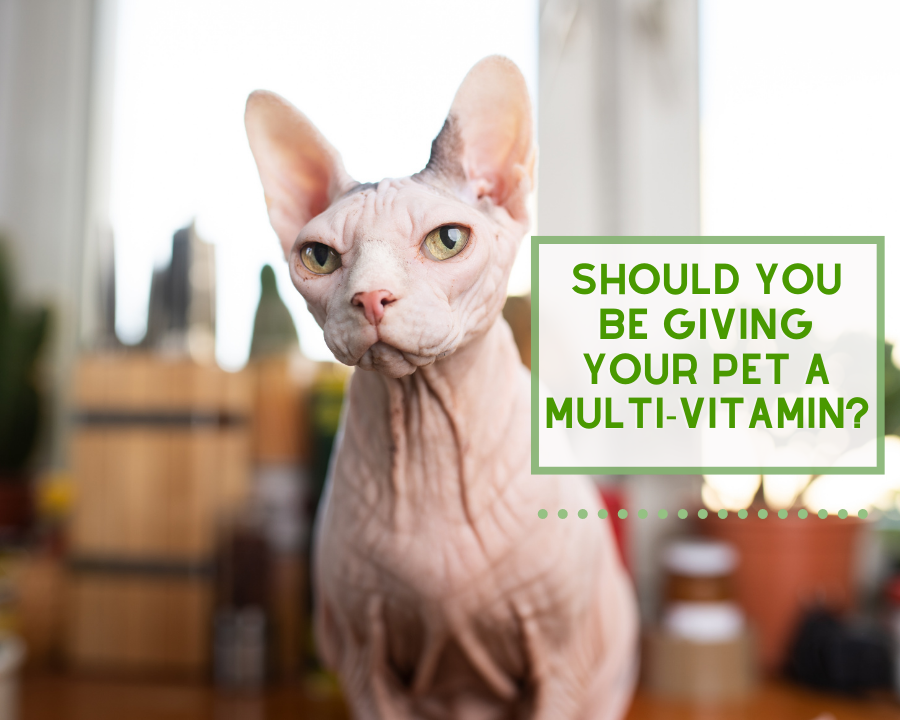 Are Pet Multi-Vitamins needed?