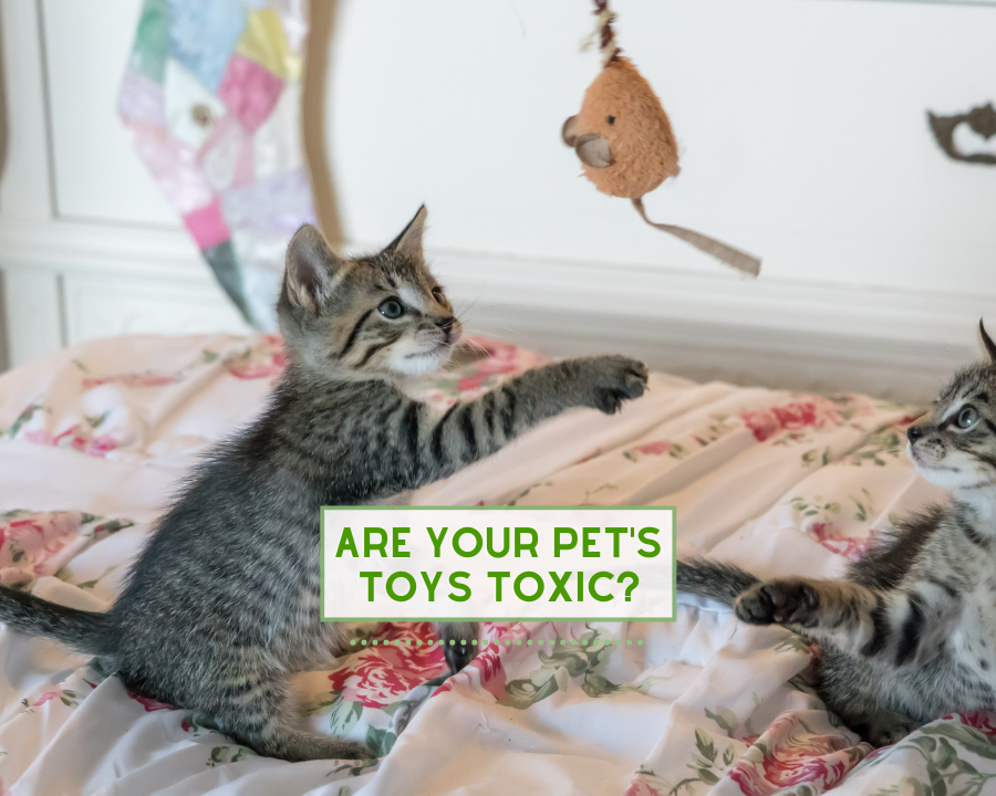 Are Your Pet’s Toys Toxic?