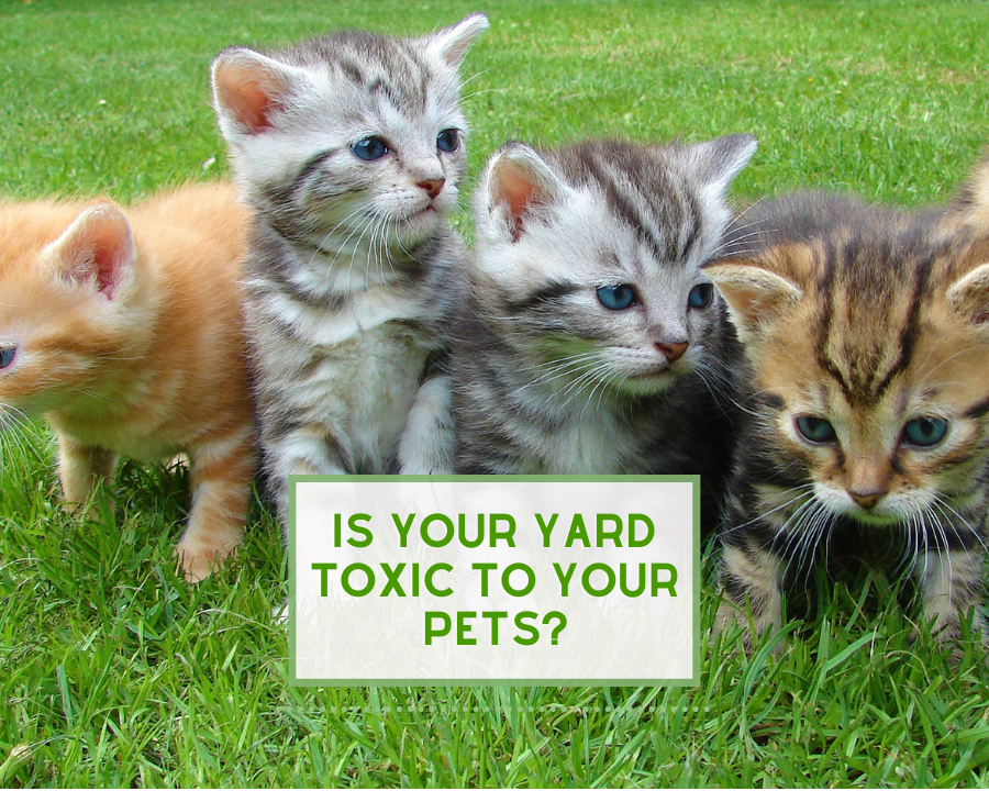 Is Your Yard Toxic to Your Pets?