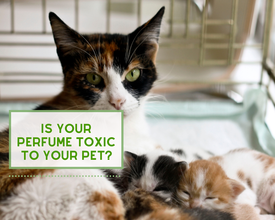 Is Your Perfume Toxic to Your Pet?