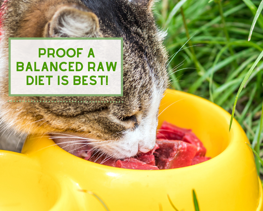 Proof a Raw Diet is BEST for our Pets!
