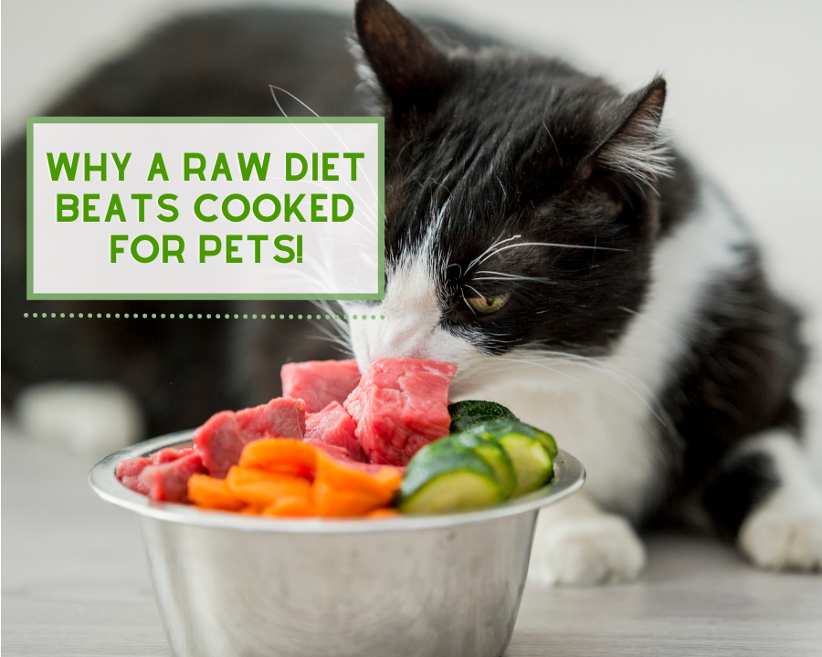 Why a Raw Diet Beats Cooked for Pets!