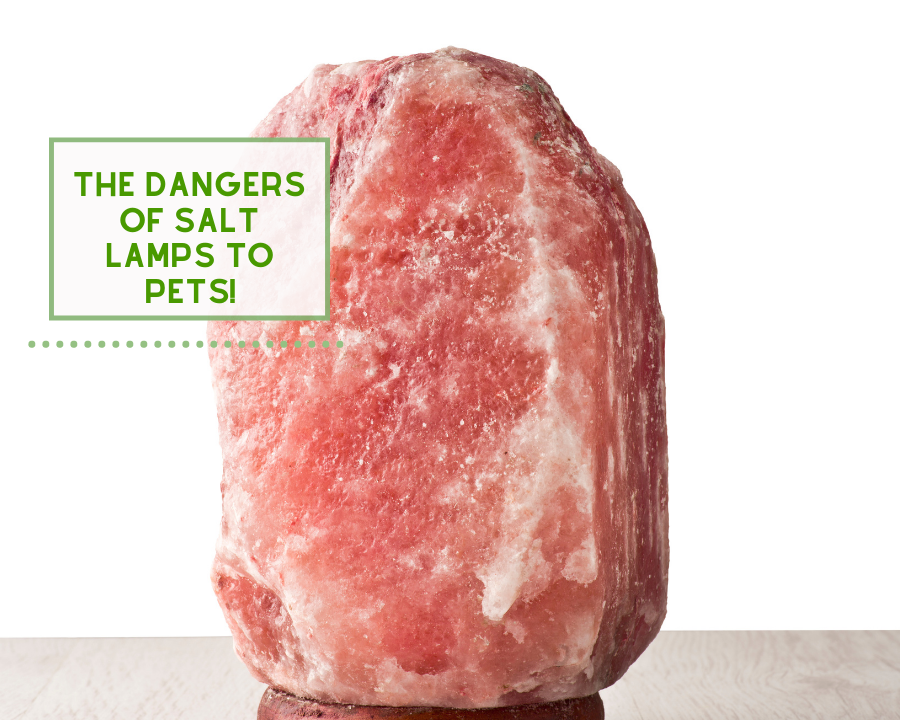 The Dangers of Salt Lamps to Pets!