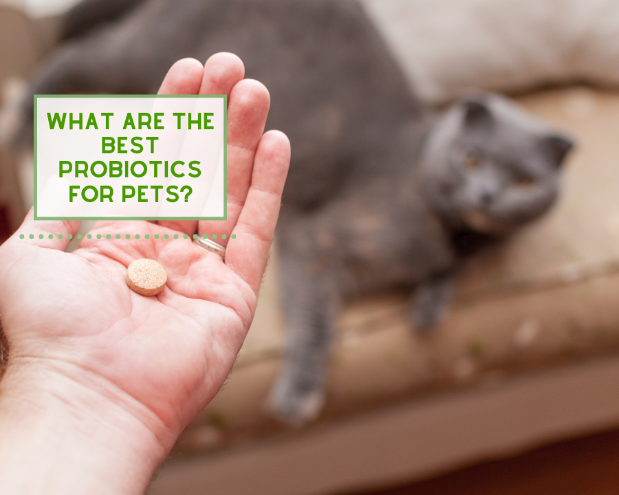 What Are the Best Probiotics for Pets?