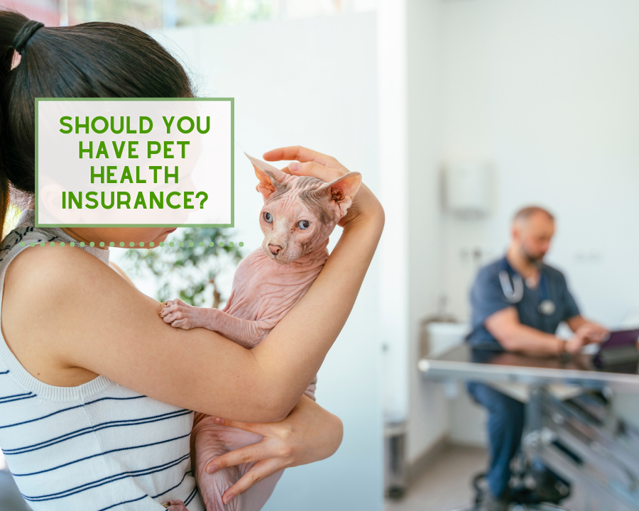 Should You Have Pet Health Insurance?