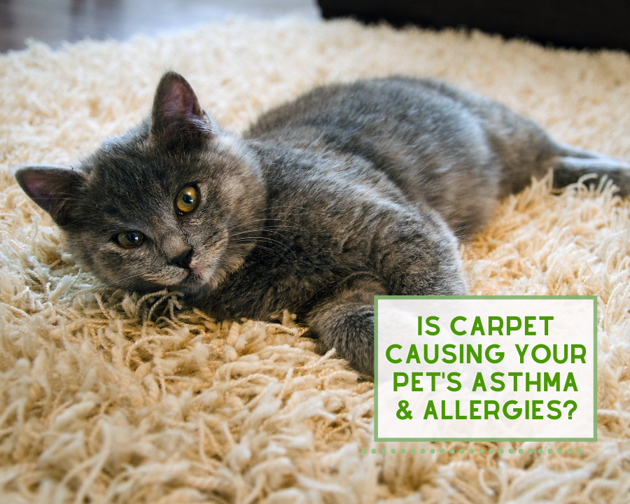 Is Carpet Causing Your Pet’s Asthma & Allergies?