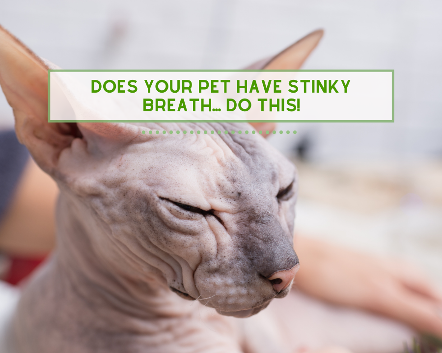 Does Your Pet Have Stinky Breath? Do This!