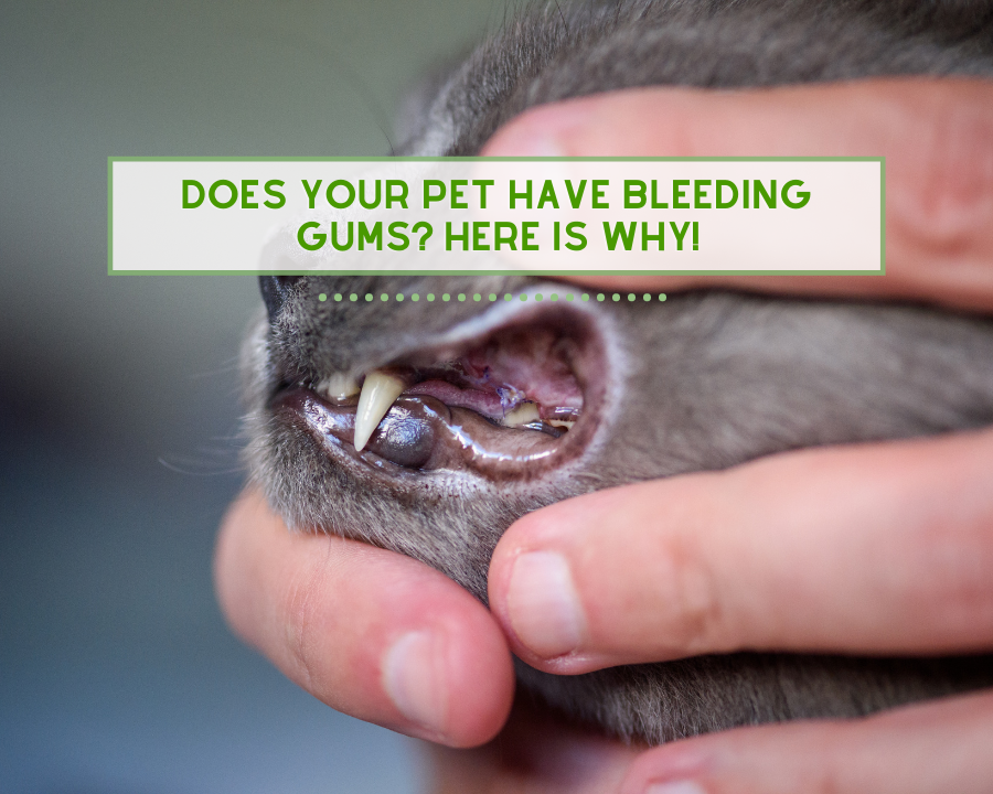 Does Your Pet Have Bleeding Gums? Here’s Why!