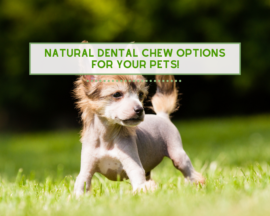 Natural Dental Chew Options for Your Pets!