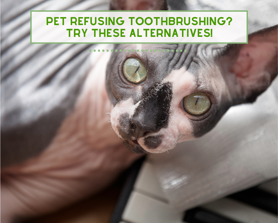 Pet Refusing Toothbrushing? Try These Alternatives!