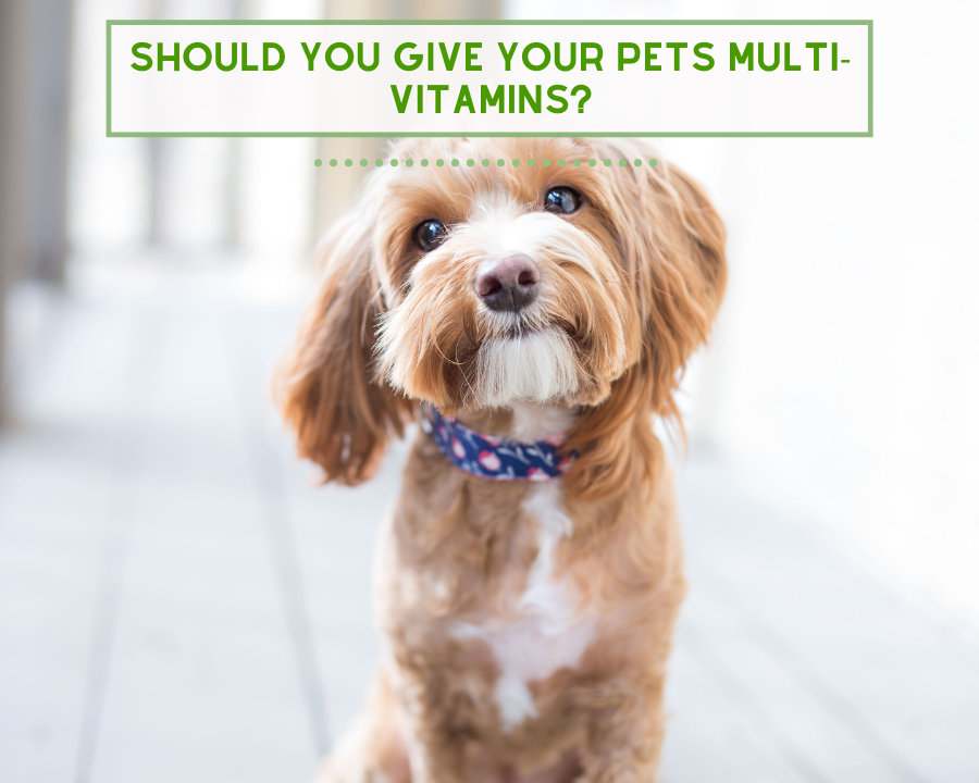 Should You Give Your Pets Multi-Vitamins?