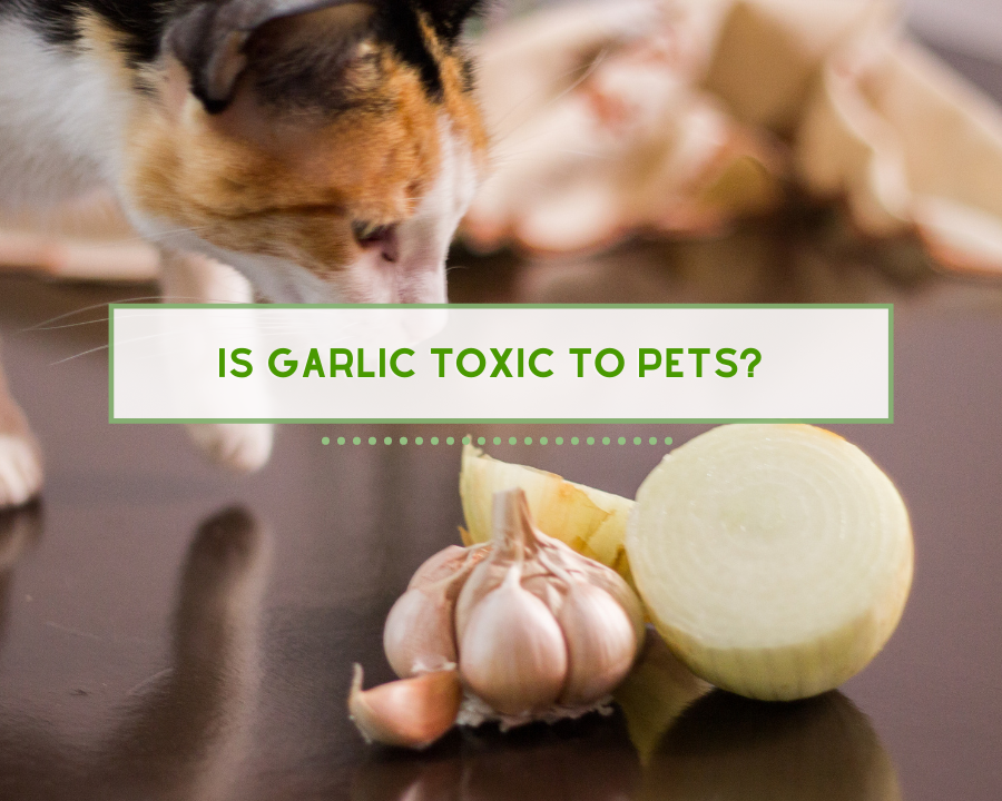 Is Garlic Toxic to Pets?