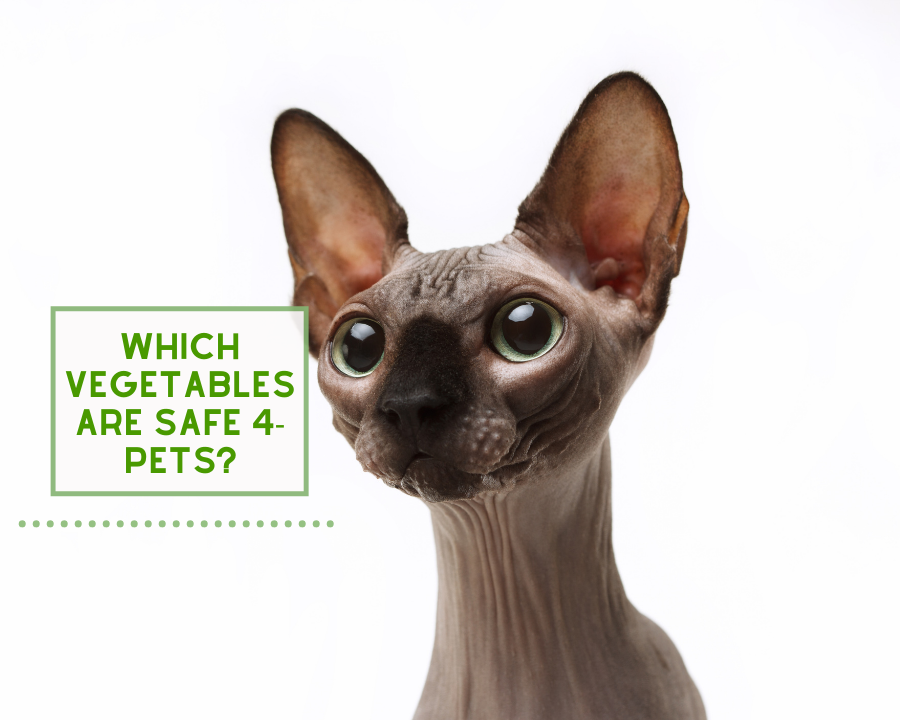 Which Vegetables Are Safe For Pets?
