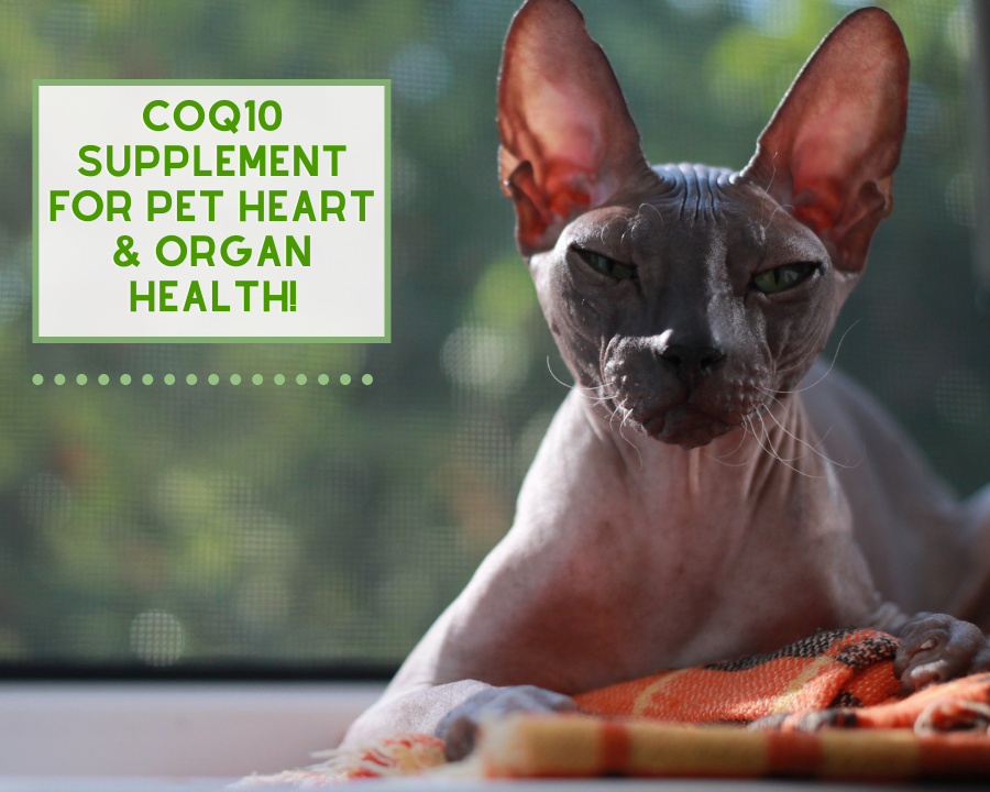 CoQ10 for Boosting Organ Health in your Pets!