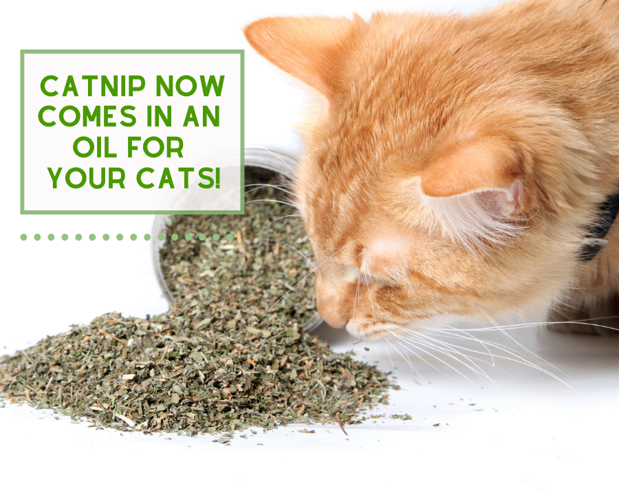 Catnip now is an Oil for your Cats!