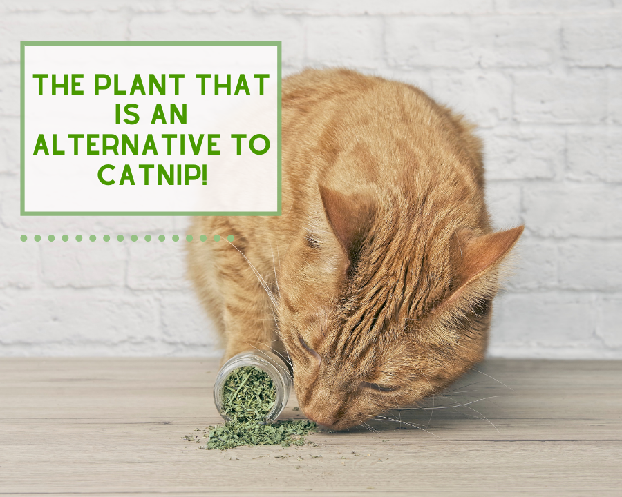 The Plant that is an Alternative to Catnip!