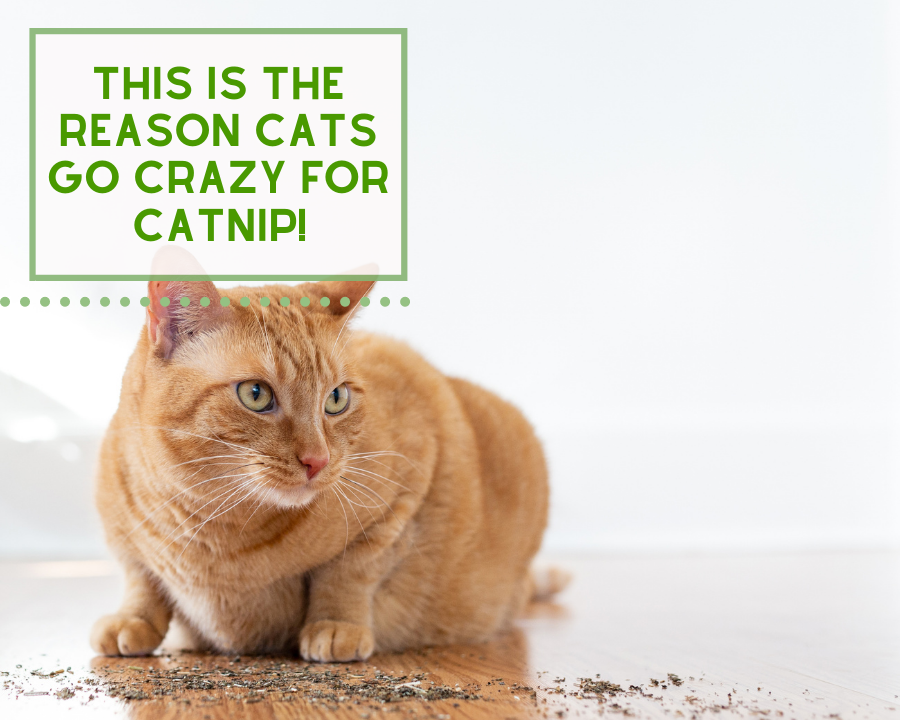 This is Why Cats go Crazy for Catnip!
