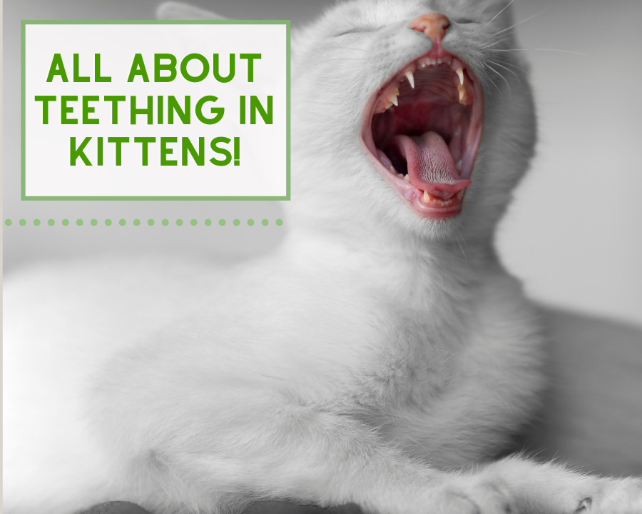 All About Teething in Kittens!