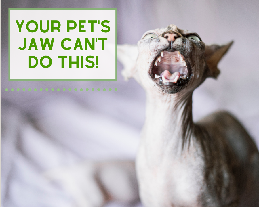Your Pet’s Jaw Can’t Do This!