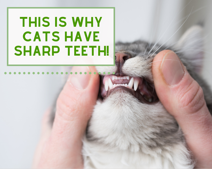 Why Cats & Dogs have Sharp Teeth?