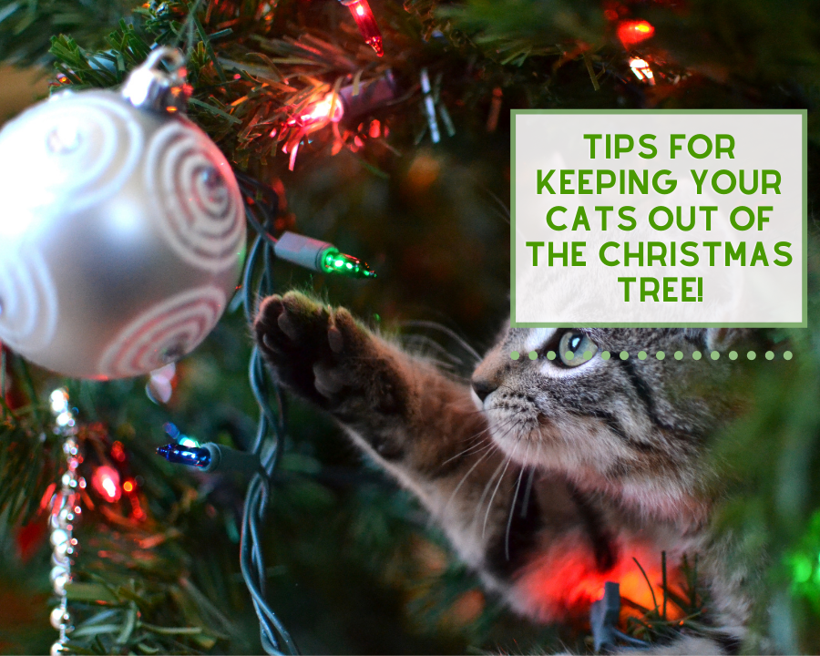 Tips for Keeping your Cats out of the Christmas Tree!