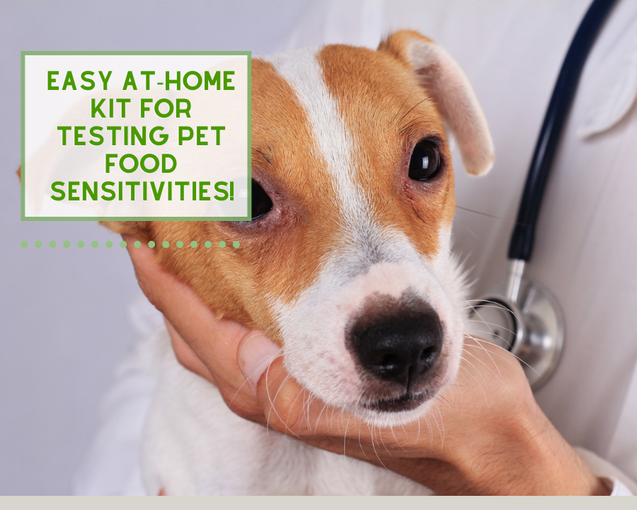 Easy At-Home Kit to Test for Pet Food Allergies!