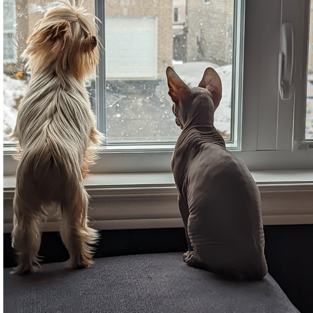 Sphynx Cats & Other Pets: The Importance of a Proper introduction!